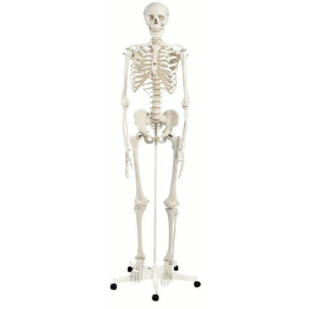 3Part Removable for Scientific Research B Life Size as described,Medical Models Education Model Toy Human Skull Model with Markings 3Part Removable for Scientific Research B Life Size as described,Medical Models Education Model Toy Human Skull Model with Markings